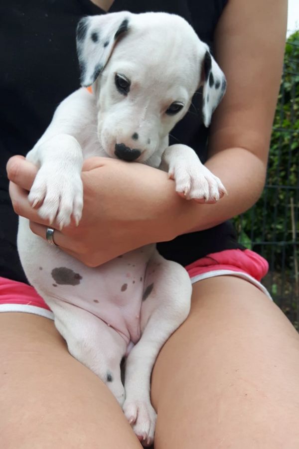  cuccioli di dalmata per adozione ( per regalo )