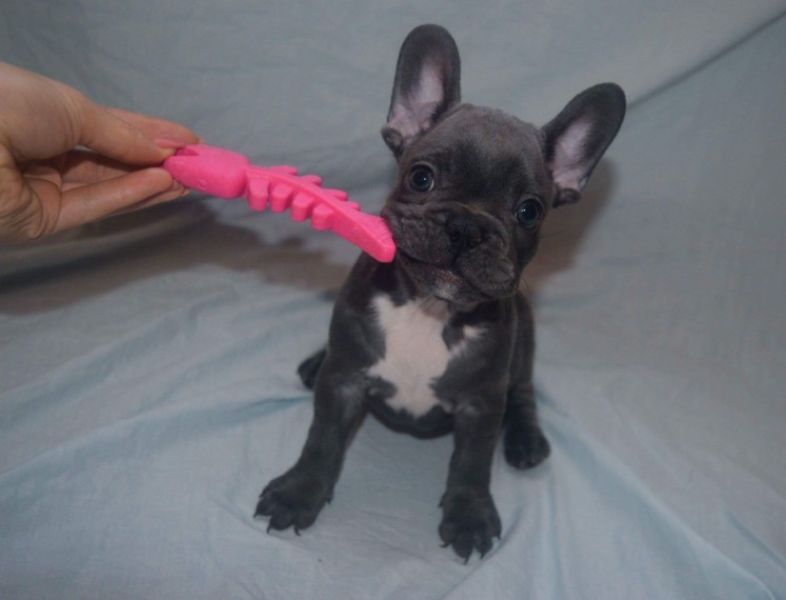  Regalo Bulldog francese cuccioli   adorabile cucciolo bulldog francese. Sto cercando una nuova casa