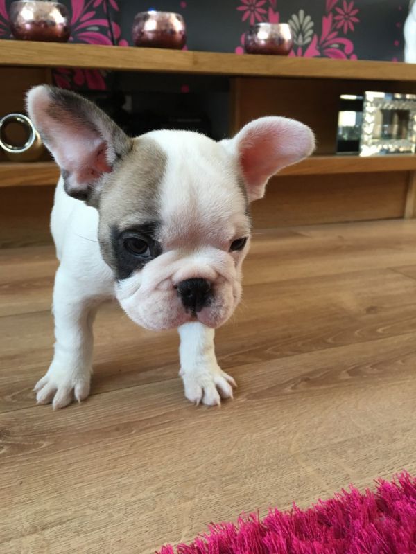 Bellissime Cuccioli di bulldog francese