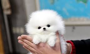 Regalo Volpini cuccioli di pomerania