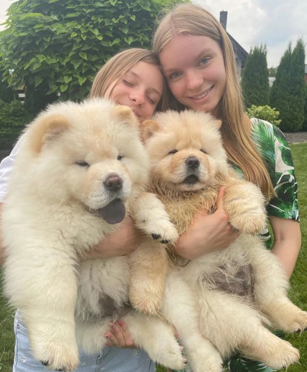 Cuccioli Di Chow Chow 