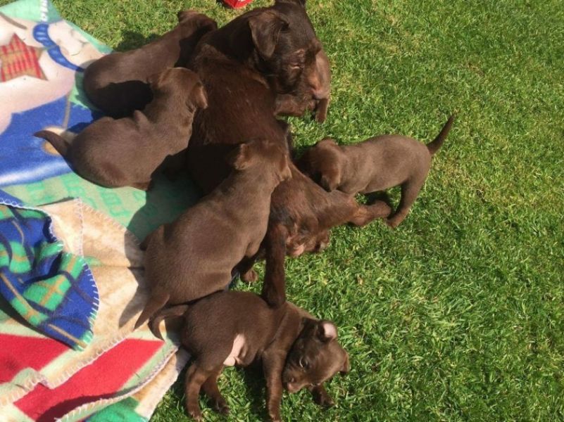 Regalo Cuccioli di patterdale