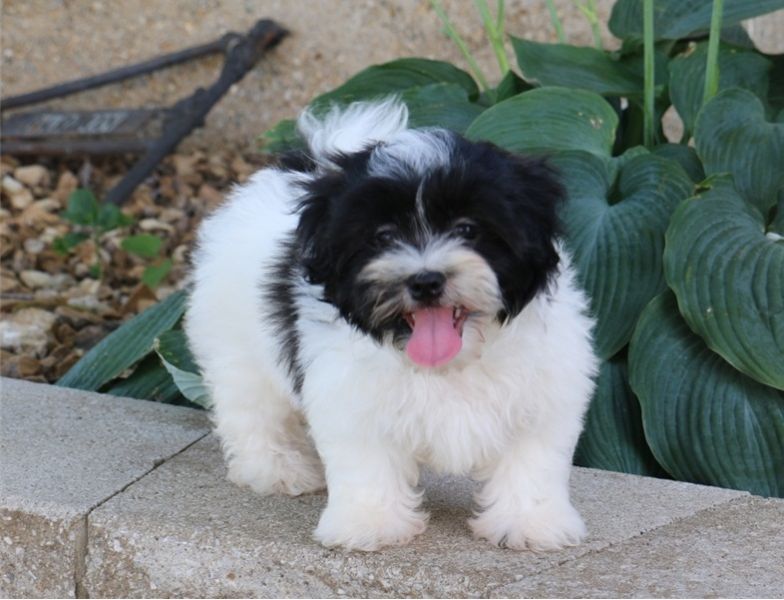 Regalo Shih Tzu cuccioli