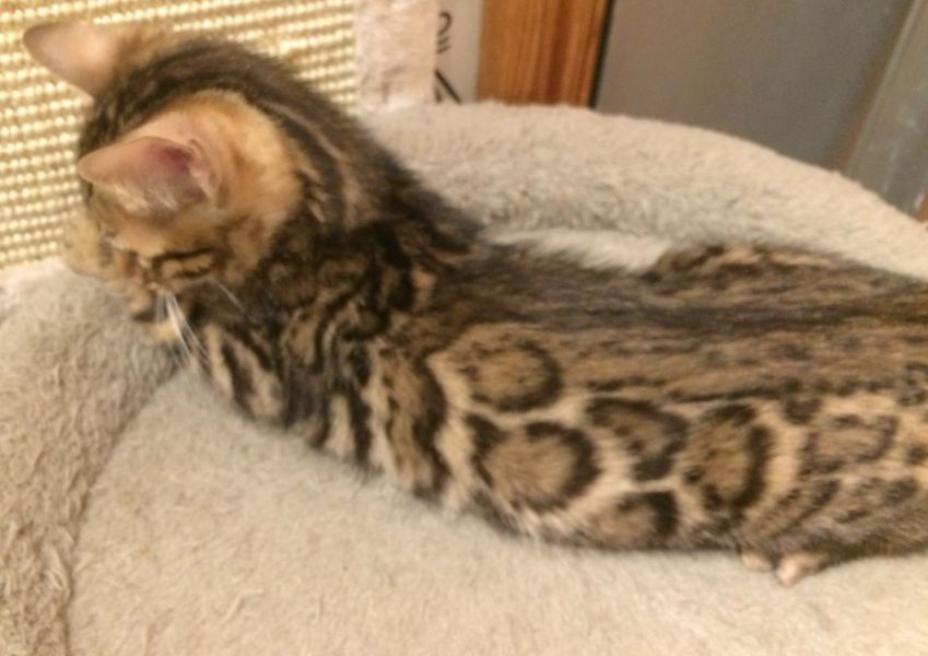 Gattini di Bengala X Fiduciosi Gorgeous