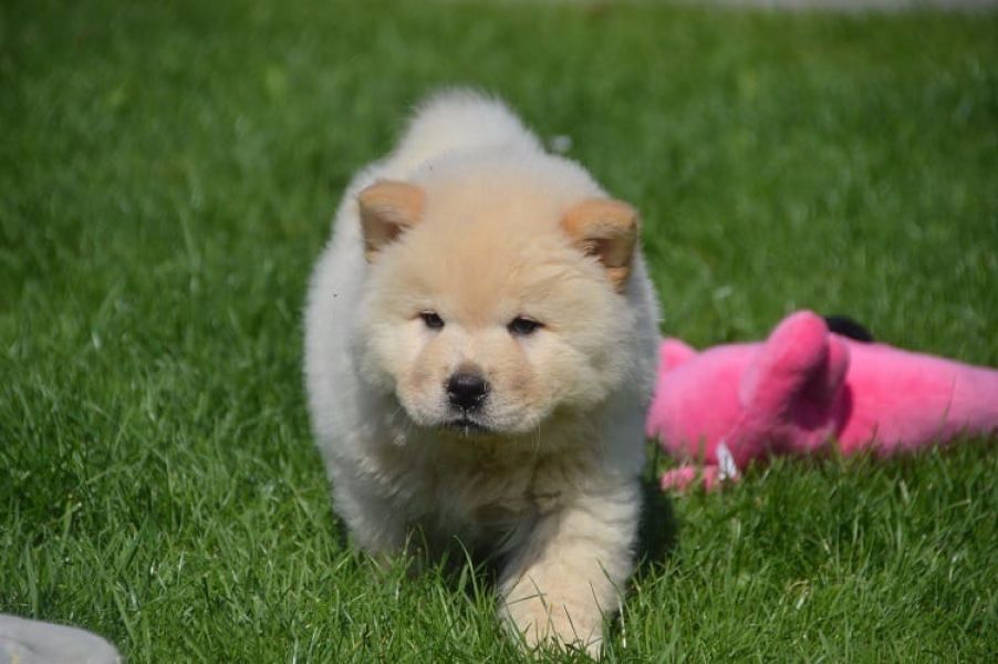 Bella e sani cuccioli di CHOW  CHOW per adozione 