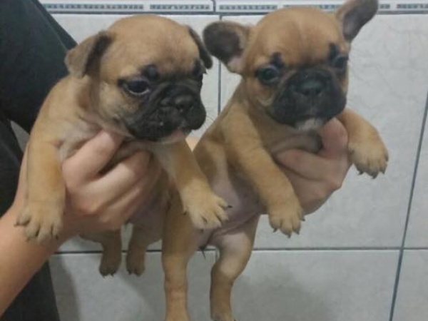 Regalo Cuccioli di Cane a Bulldog Francese