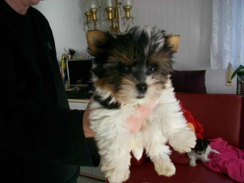 Cuccioli di yorkshire terrier in Regalo