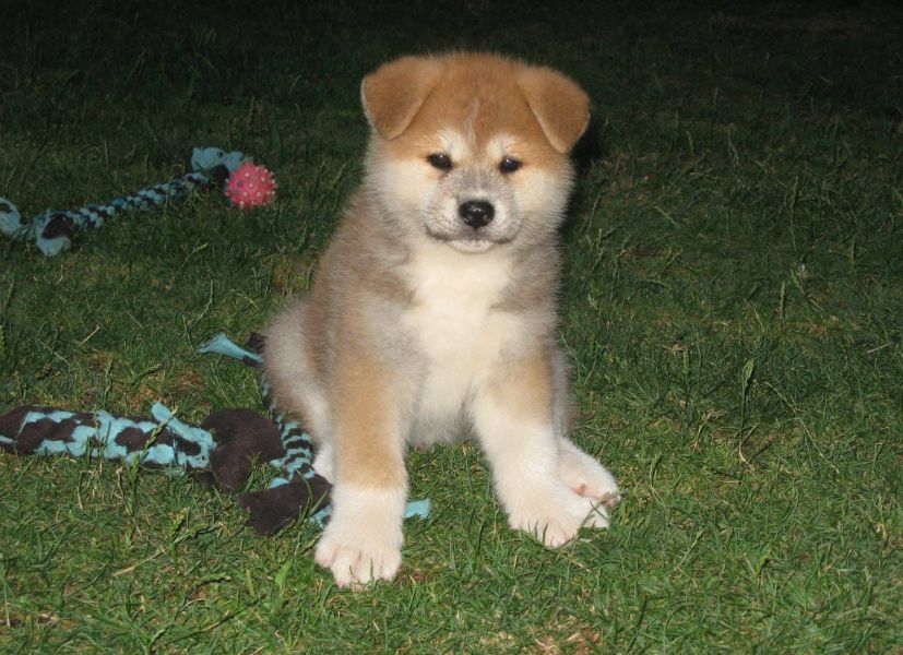 Molto bella e sani cuccioli di akita-inu  per adozione maschi e femmine disponibili (gratis)