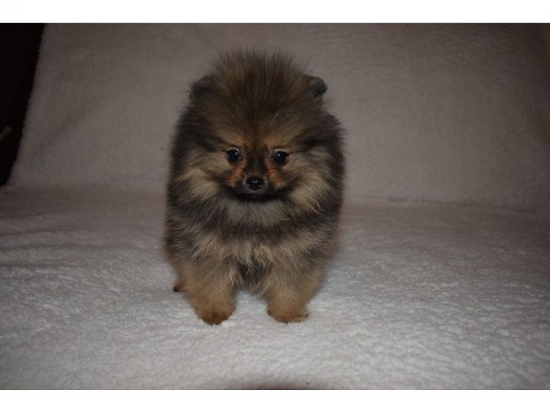 Adorabili cuccioli di Pomerania