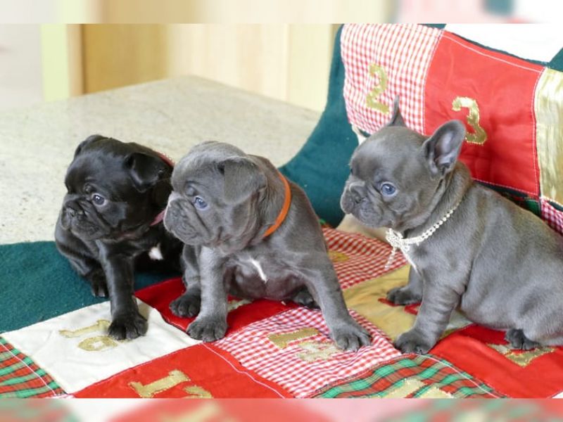 Bulldog Francese ,maschio e femmina. REGALO!!!!