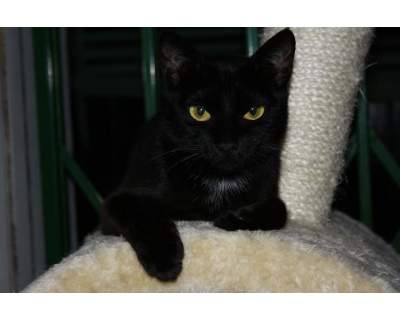 Cat sitter esperta per Milano (citta' e provincia)