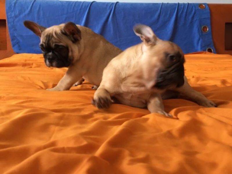 Splendidi cuccioli di Bulldog Francese ad appassionati della specie. per adoption