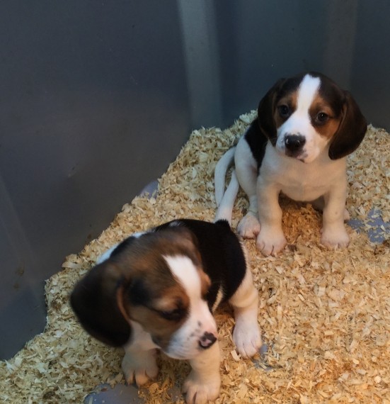 Regalo cuccioli di Beagle