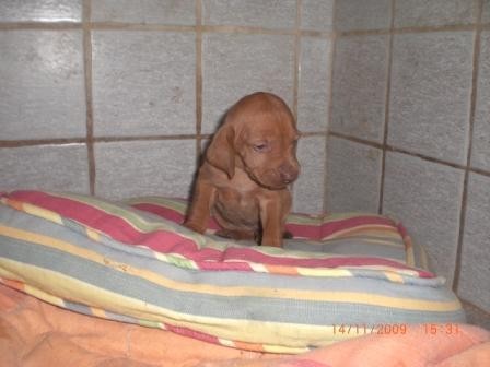BRACCO UNGHERESE -cucciola