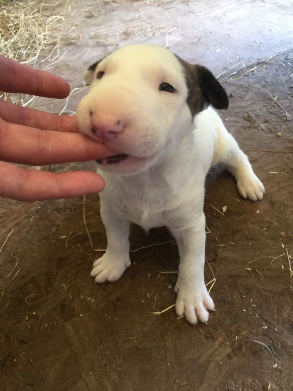   regalo cuccioli di bull terrier disponibili per l'adozione