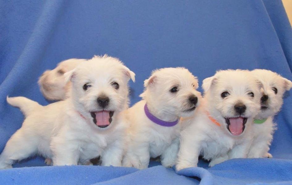 Regalo Cuccioli di West Highland Terrier in pronta consegna i cuccioli verranno Dato dopo 90 giorni 