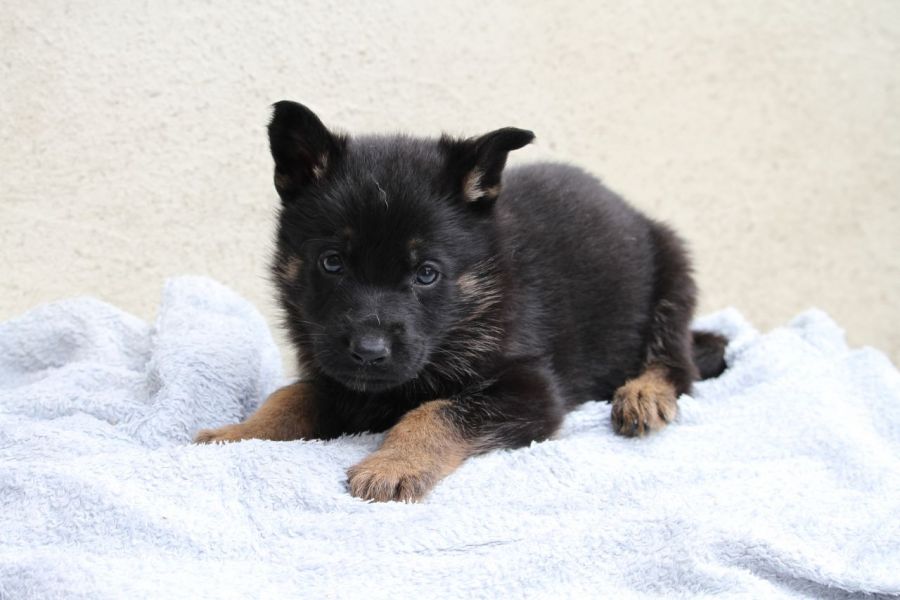 Regalo Pastore tedeco cuccioli, i cuccioli verranno Dato dopo 90 giorni dalla nascita, provvisti di: