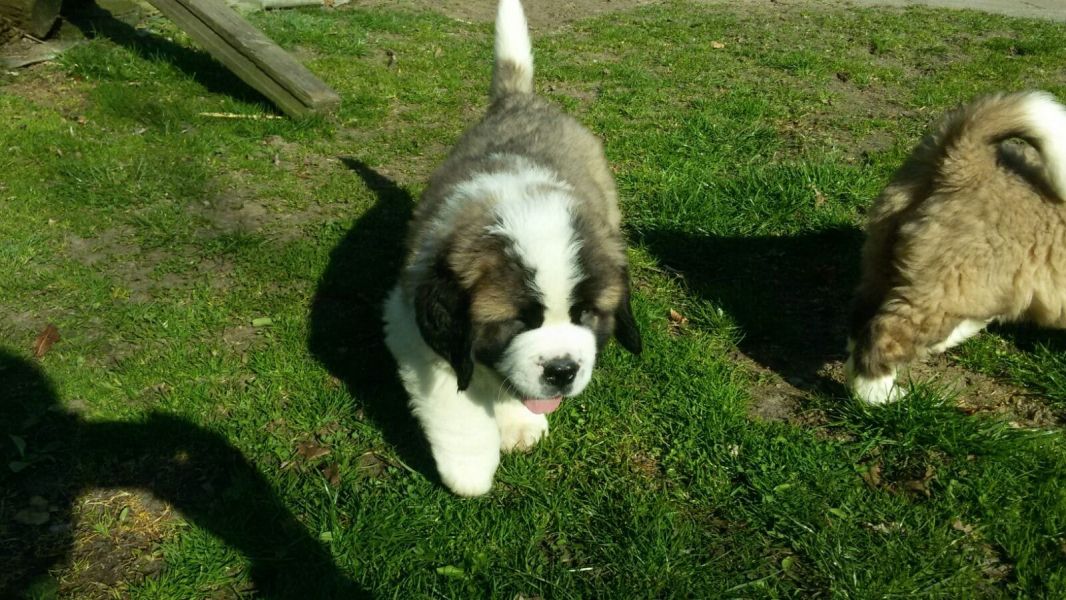  cuccioli di san bernardo ( per regalo )