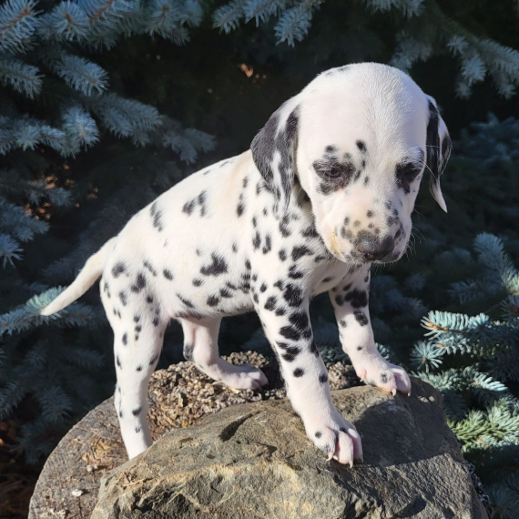 Regalo abbiamo cuccioli di dalmata