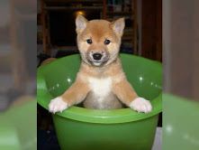 Regalo due cuccooli do Shiba inu