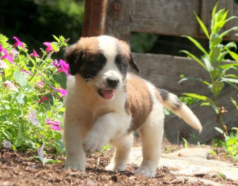  cuccioli di san bernardo per adozione ( maschio e femmina )