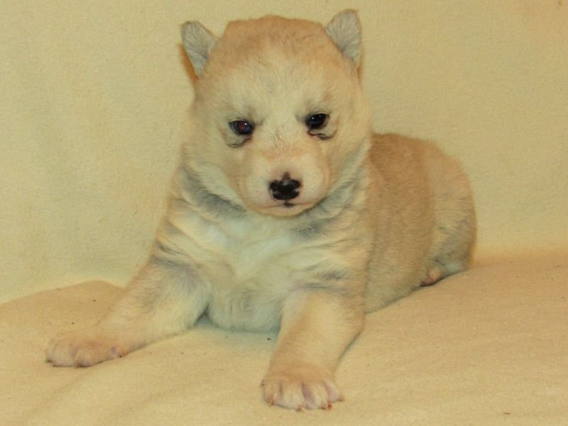 Regalo cuccioli Siberian Husky  Maschio e Femmina