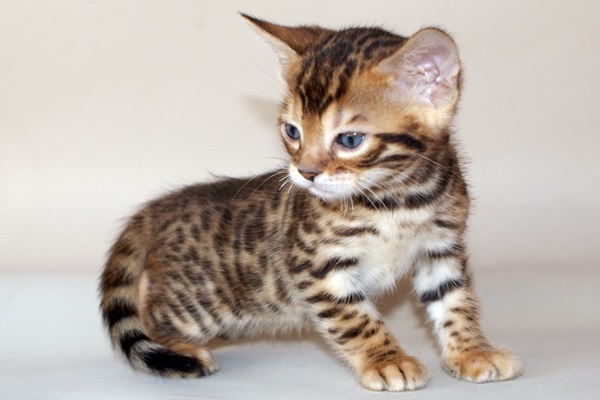 Bellissimi cuccioli della razza bengala disponibili 