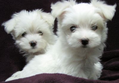 Maltese toy cuccioli disponibile