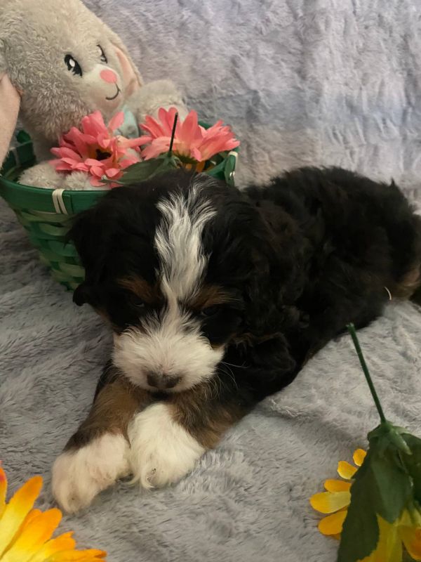  Disponibili cuccioli di Bernedoodle in miniatura  E-MAIL (marieiris783@gmail.com)