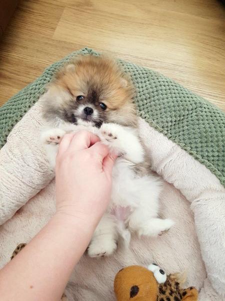 Regalo Volpini cuccioli di pomerania