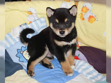 Regalo due cuccooli do Shiva inu
