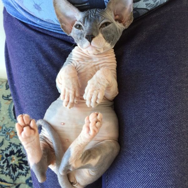 Gattini di Sphynx   ( per regalo )