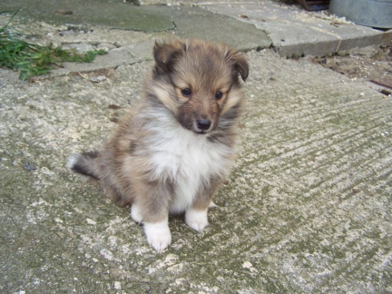 Regalo Cuccioli di shetland sheepdog