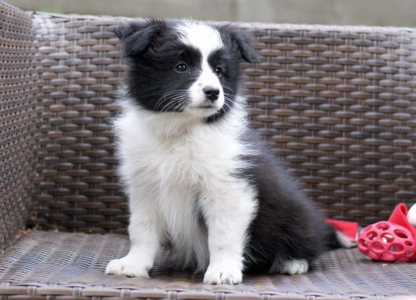  cuccioli di AUSTRALIANO PASTORE  per adozione ( regalo  )