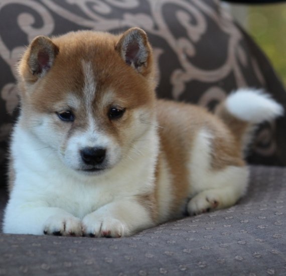 REGALO due cuccioli di Shiba Inu per l'adozione