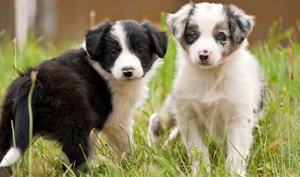  regalo cuccioli di border collie cuccioli disponibili per l'adozione