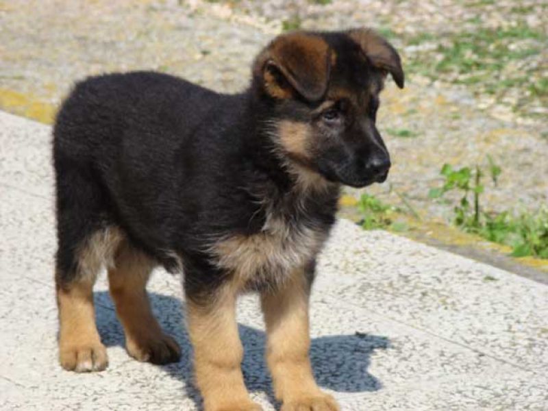 REAGLO Cuccioli di Pastore Tedesco  Disponibilit� immediata cuccioli di Pastore tedesco selezionati 