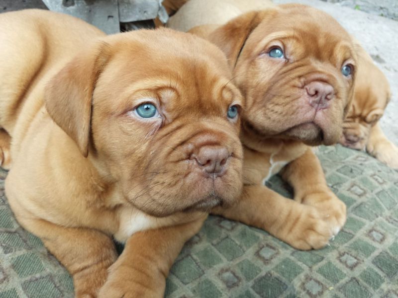 Regalo Cuccioli dogue de bordeaux