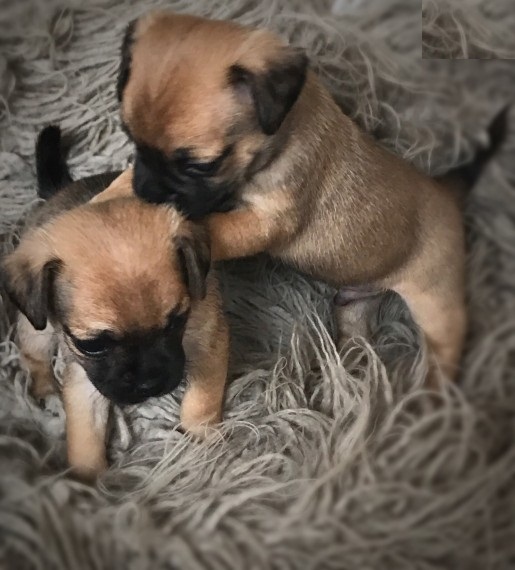Regalo Cuccioli di Carlino Abbiamo disponibili