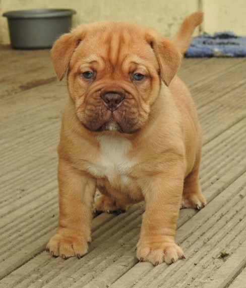REGALO Bellissimi maschi e femmine dogue de bordeaux cuccioli