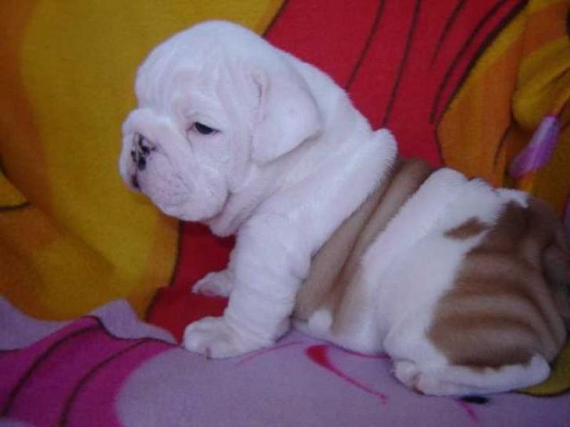  cuccioli di bulldog inglise  per adozione ( maschio e femmina )