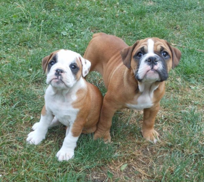  cuccioli di bulldog inglise  ( per regalo )