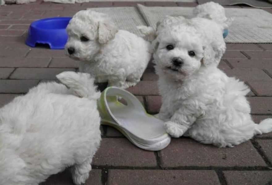 Regalo ALLEVAMENTO cane bichon frise