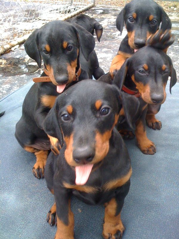 Regalo adorabili cuccioli Dobermann femminucce e maschietti gratuita