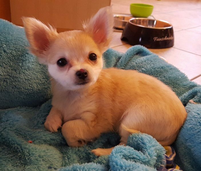 cuccioli di chihuahua  per adozione ( maschio e femmina )