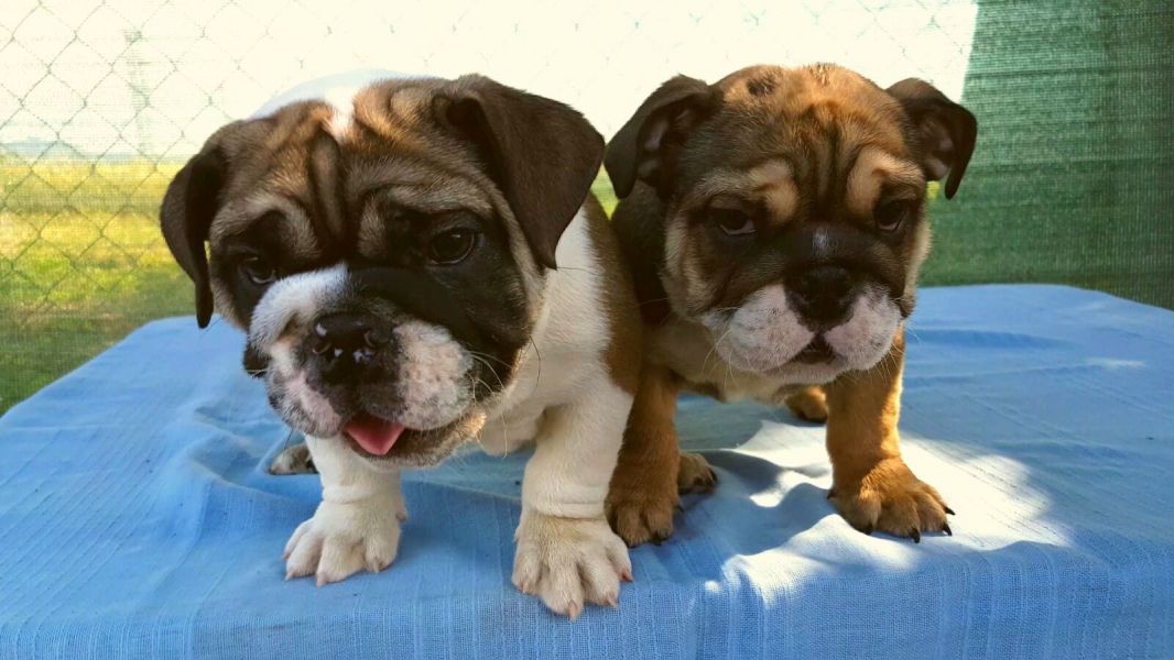 Bella e sani cuccioli di bulldog inglise per adozione 