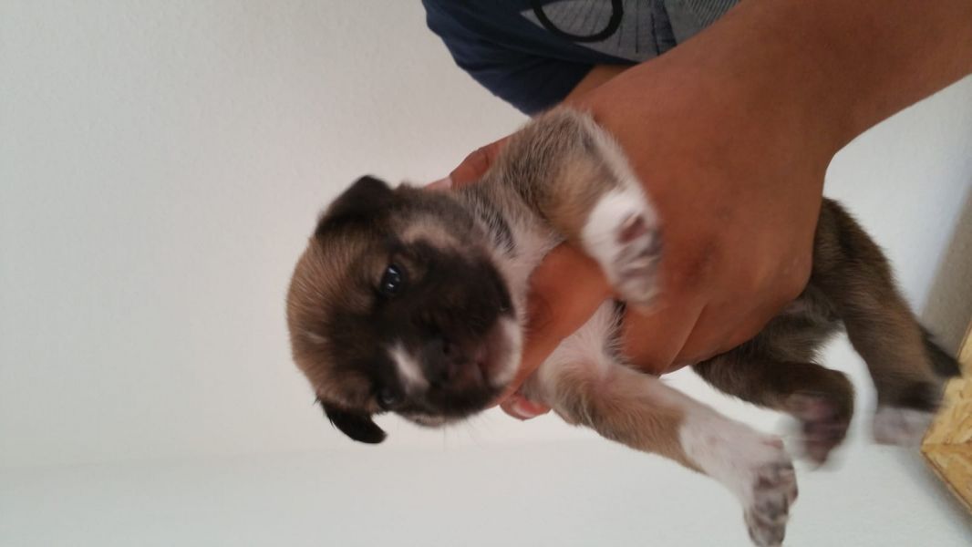 Molto bella e sani  cuccioli di Boxer per adozione maschi e femmine disponibili (gratis) 