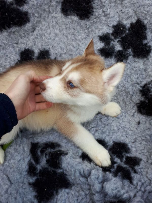 Cuccioli di Husky siberiano