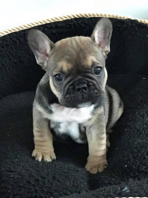  cuccioli di Bulldog Francese ( Gratis )