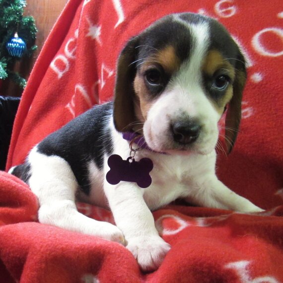 Regalo cuccioli di Beagle 